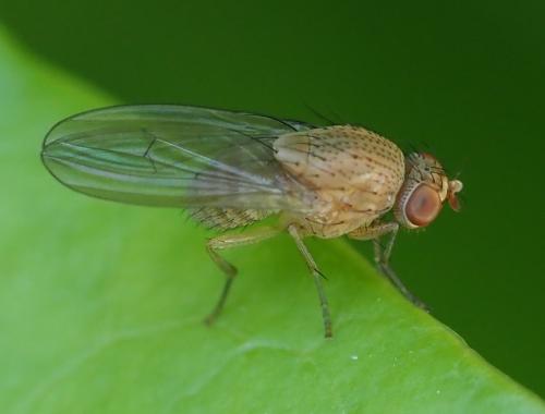 Réf. 257 613 : Minettia sp.